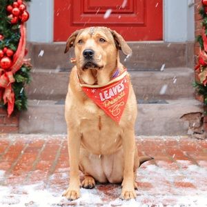 Easy Tiger Holiday Bandana